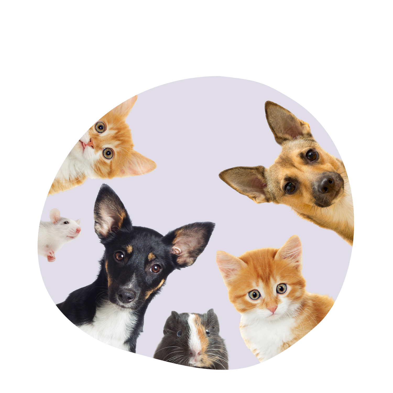 Alle categorieën van Cutie Bedudies huisdieren, hond, kat en knaagdieren